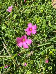 Oxalis hispidula, photograph author not stated, no rights reserved