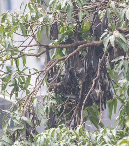 Straw-coloured Fruit Bat