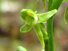 Platanthera obtusata