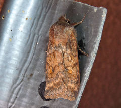 Eupsilia tristigmata