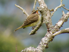 Legatus leucophaius