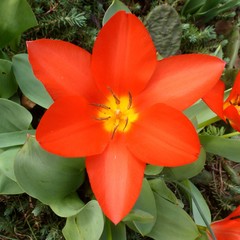 Tulipa fosteriana
