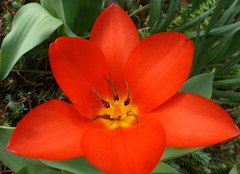 Tulipa fosteriana