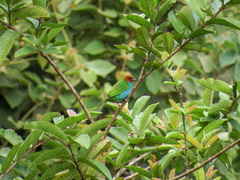 Tangara gyrola