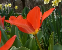 Tulipa fosteriana