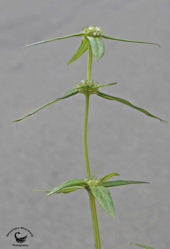 Spermacoce pusilla