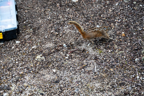 Merriam's Chipmunk observed by joemiller