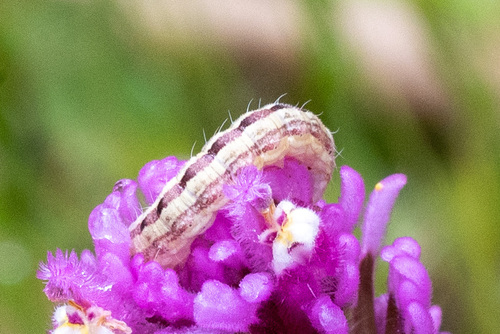 iNaturalist observation photo of Butterflies and Moths