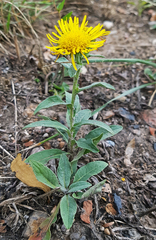 Pentanema britannica