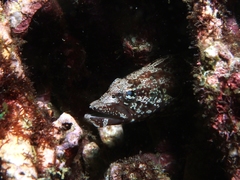 Congrogadus subducens
