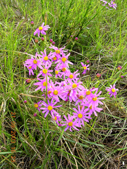 Senecio glastifolius