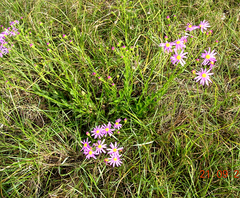 Senecio glastifolius