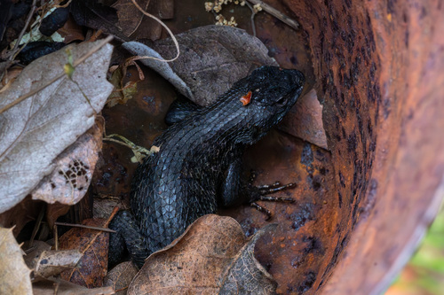 iNaturalist observation photo of Western Fence Lizard