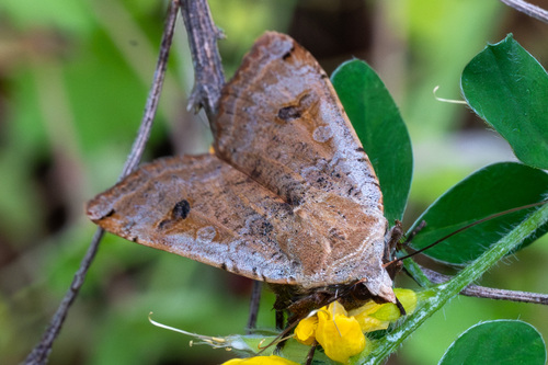 iNaturalist observation photo of Large Yellow Underwing