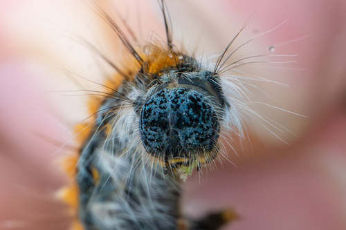 iNaturalist observation photo of Pacific Tent Caterpillar