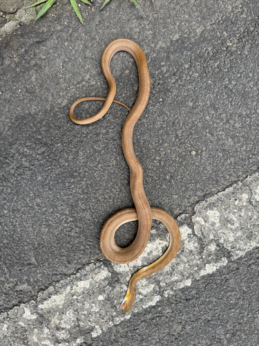 Green Rat Snake