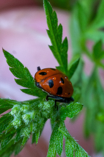 iNaturalist observation photo of Convergent Lady Beetle
