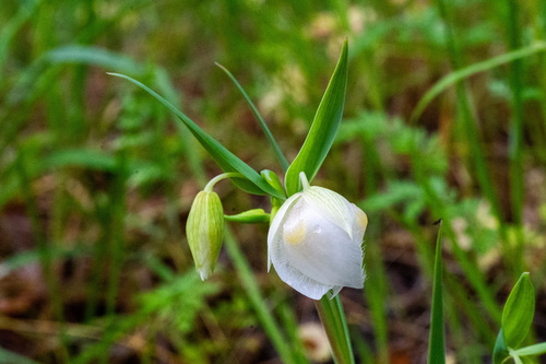 iNaturalist observation photo of White Globe Lily
