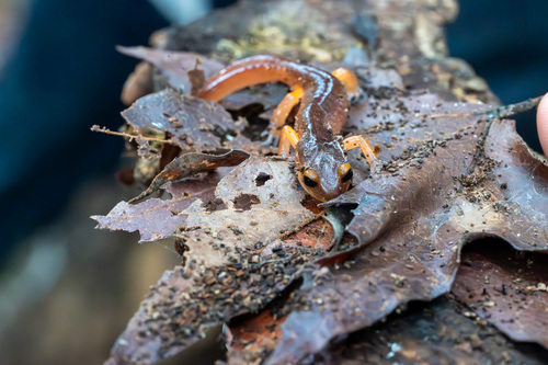 iNaturalist observation photo of Ensatina