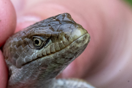iNaturalist observation photo of Southern Alligator Lizard