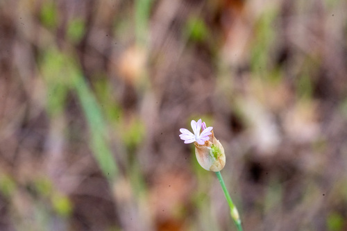 iNaturalist observation photo of Hairypink