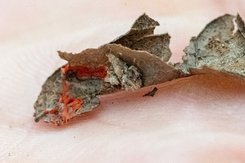 iNaturalist observation photo of Common Lichens