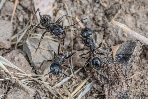 iNaturalist observation photo of Andre's Harvester Ant