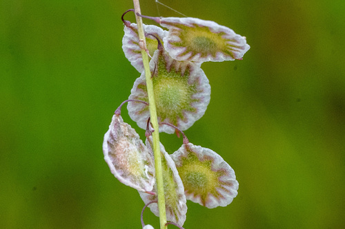 iNaturalist observation photo of sand fringepod