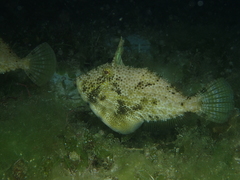 Pseudomonacanthus macrurus