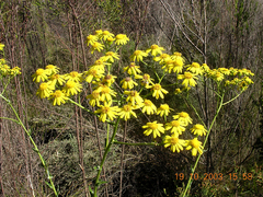 Senecio juniperinus