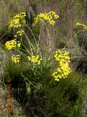 Senecio juniperinus