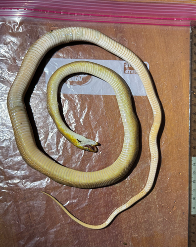 Green Rat Snake
