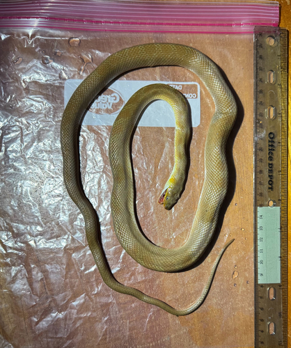 Green Rat Snake