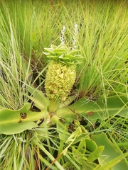 Eucomis autumnalis clavata