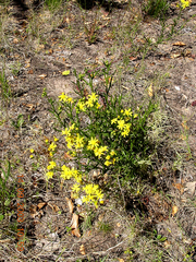 Senecio juniperinus
