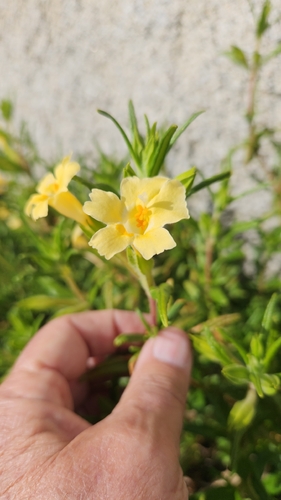 Rock Bush Monkeyflower (Diplacus calycinus)