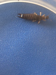 Euborellia annulipes