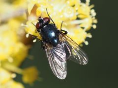 Eudasyphora