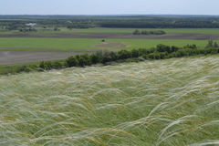 Stipa ucrainica