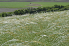 Stipa ucrainica
