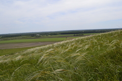 Stipa ucrainica