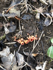 Microstoma protractum