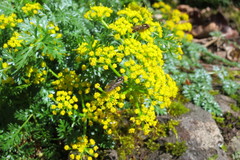 Lomatium hallii