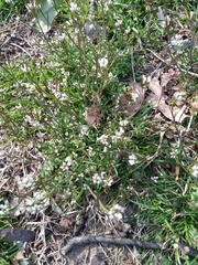 Cardamine hirsuta