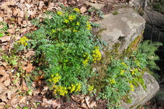 Lomatium hallii