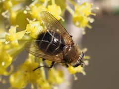 Tachina ursina