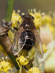Tachina ursina