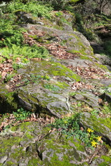 Lomatium hallii