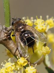Tachina ursina