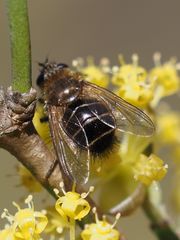 Tachina ursina